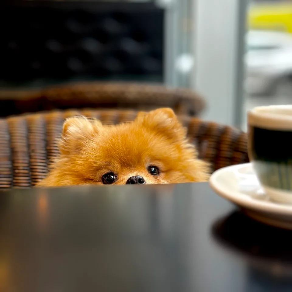 A small dog joining breakfast at a café table